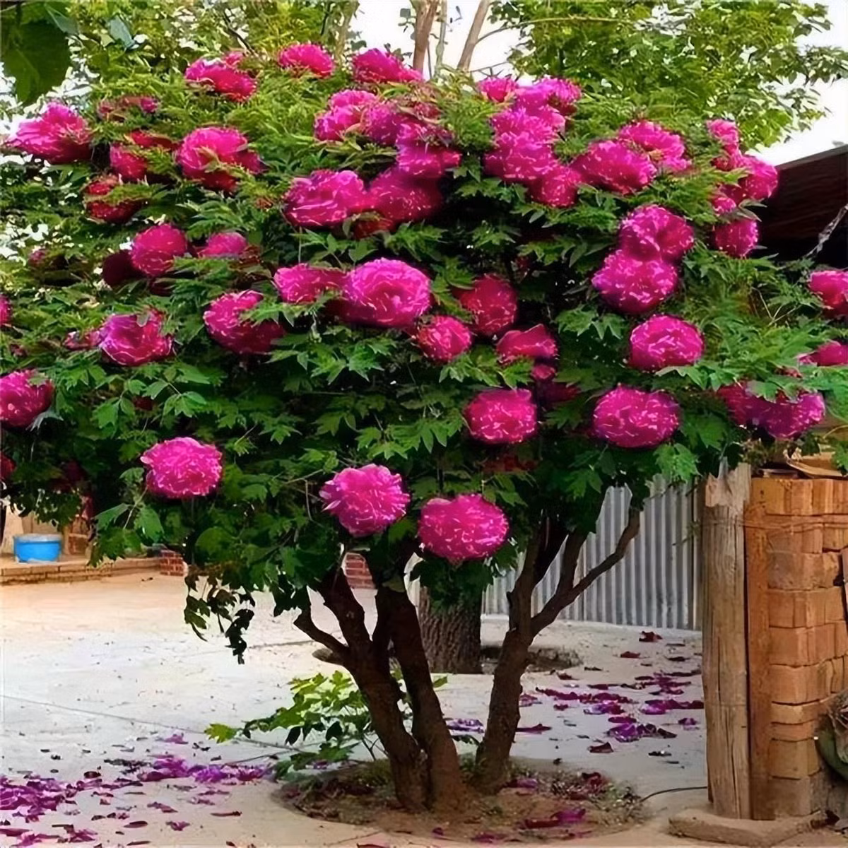  2. Cây cảnh: Mẫu đơn. Cây cảnh mẫu đơn đóng vai trò mạnh mẽ trong phong thủy. Nếu bạn nuôi một bông hoa mẫu đơn, thế hệ tương lai sẽ được hưởng lợi. Vì vậy, mẫu đơn được người xưa và người hiện đại vô cùng yêu thích. 