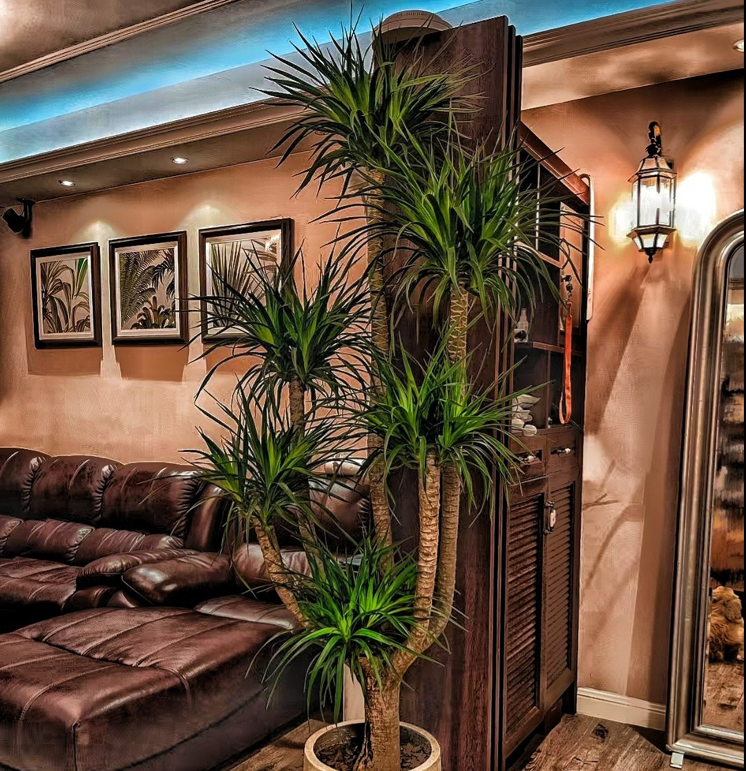 Cây cảnh huyết rồng có nhiều ý nghĩa như: trường thọ, vào nhà may mắn, thịnh vượng, giàu có, sức khỏe bình an và nhiều phước lành. Trong phong thủy, cây cảnh này có thể cải thiện vận may và thịnh vượng cho gia đình. Vì vậy, không gì tốt hơn nếu đầu năm mới bạn trồng một chậu đại lộc trong phòng khách. 