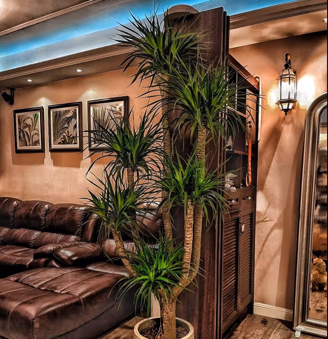 Cây cảnh huyết rồng có nhiều ý nghĩa như: trường thọ, vào nhà may mắn, thịnh vượng, giàu có, sức khỏe bình an và nhiều phước lành. Trong phong thủy, cây cảnh này có thể cải thiện vận may và thịnh vượng cho gia đình. Vì vậy, không gì tốt hơn nếu đầu năm mới bạn trồng một chậu đại lộc trong phòng khách. 