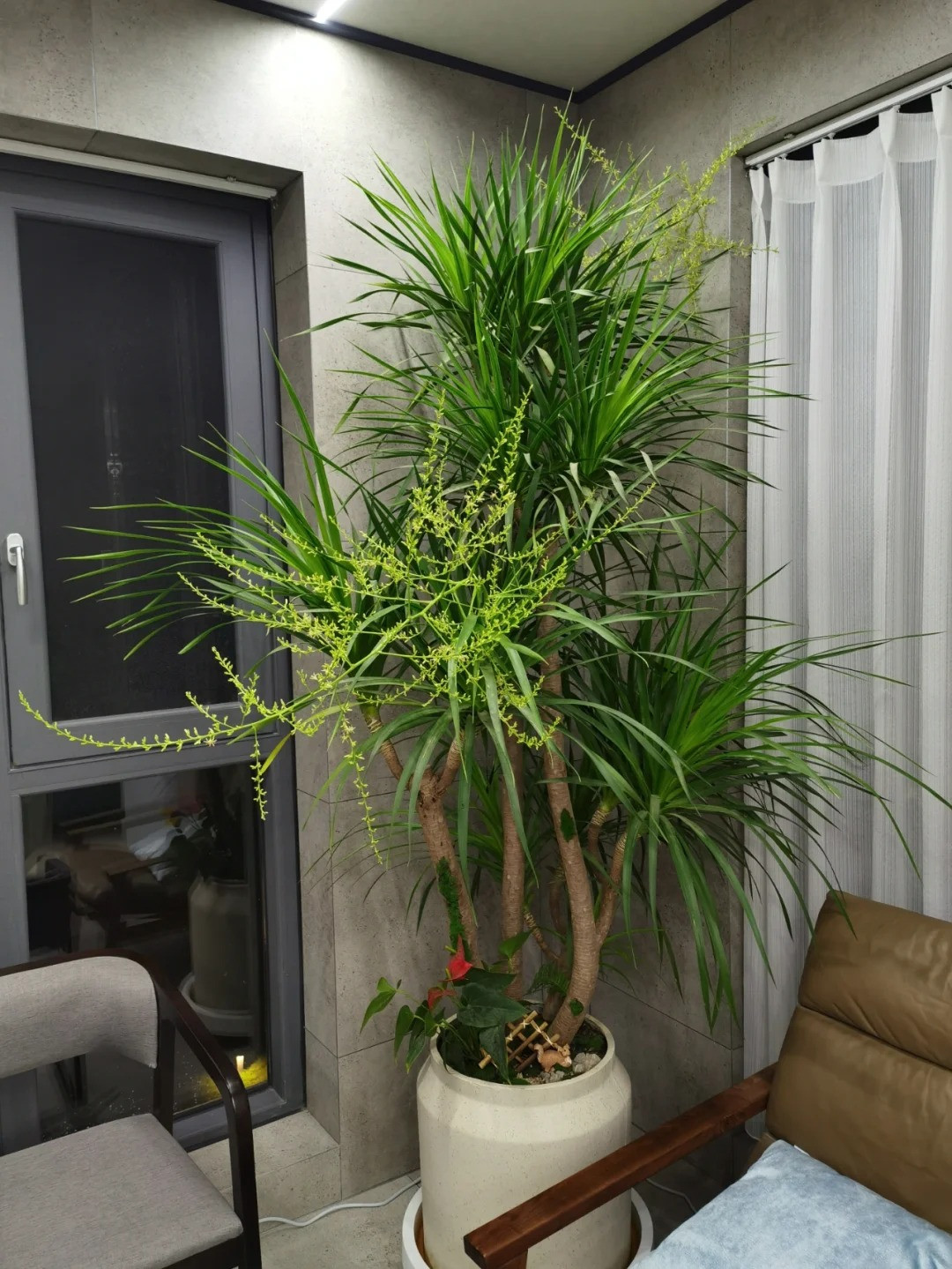  3. Cây cảnh: Huyết rồng. Cây huyết rồng có nhiều tên gọi như đại lộc, phất dụ rồng, phát tài núi, tên khoa học là Dracaena draco L, thuộc họ thực vật Dracaenaceae – Bồng bồng. 