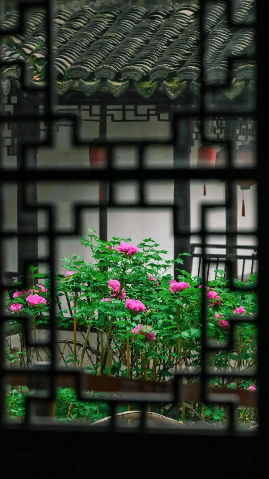 Hoa mẫu đơn là loài hoa được mọi người ưa chuộng vì nó là loại cây bụi và có tuổi thọ cao, giữ được hàng trăm năm. Nhiều gia đình nuôi mẫu đơn từ đời này qua đời khác, coi chúng là báu vật gia truyền, đem lại may mắn, những kỳ vọng tốt đẹp, thịnh vượng... 