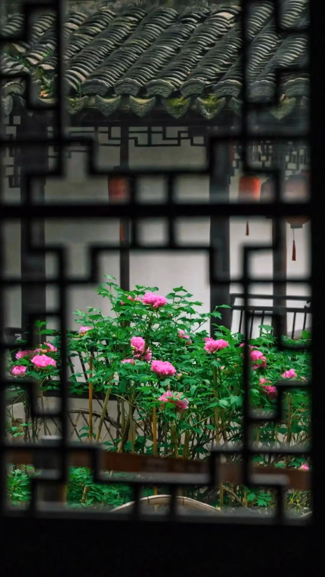 Hoa mẫu đơn là loài hoa được mọi người ưa chuộng vì nó là loại cây bụi và có tuổi thọ cao, giữ được hàng trăm năm. Nhiều gia đình nuôi mẫu đơn từ đời này qua đời khác, coi chúng là báu vật gia truyền, đem lại may mắn, những kỳ vọng tốt đẹp, thịnh vượng... 