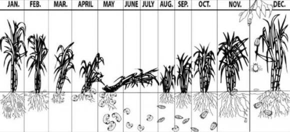 Vào tháng 6 năm 1935, Viện Nghiên cứu Cục Đường Úc đã giới thiệu 102 con cóc mía từ Hawaii. Phải mất 2 năm để nhân giống tới 62.000 con cóc, sau đó những con cóc này được thả về Queensland.
