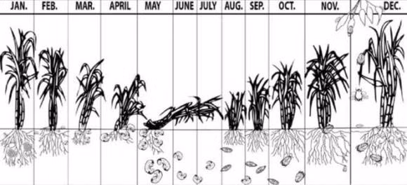  Vào tháng 6 năm 1935, Viện Nghiên cứu Cục Đường Úc đã giới thiệu 102 con cóc mía từ Hawaii. Phải mất 2 năm để nhân giống tới 62.000 con cóc, sau đó những con cóc này được thả về Queensland.
