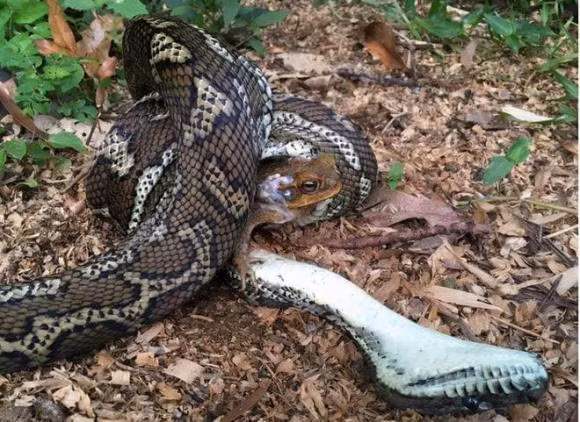 Sau khi con chó liếm vào con cóc mía, nó sẽ bị nghiện vì sung sướng và không thể thoát ra khỏi nó, cũng giống như con người khi dùng ma túy, họ sẽ có các triệu chứng như lắc đầu, chảy nước dãi và nôn mửa. Trong trường hợp nghiêm trọng, cũng sẽ gây co giật cơ và rối loạn nhịp tim Để giải quyết tình trạng chó bị ngộ độc, bệnh viện thú cưng địa phương ở Úc đã triển khai dịch vụ cho chó "giải độc". 