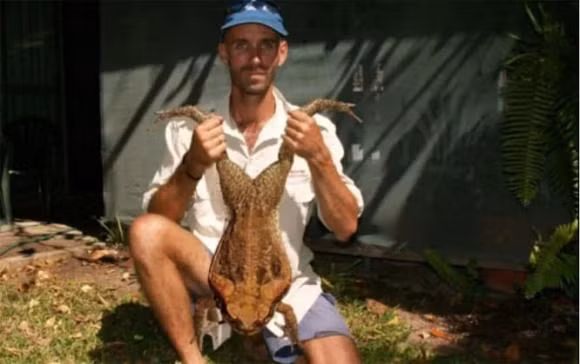 br/> Hiện nay nông dân Úc cũng dùng nhiều thủ đoạn để diệt trừ cóc mía, có người cho rằng nên cho một số loại thuốc trừ sâu vào những nơi cóc thường lui tới để “tấn công bằng độc” tiêu diệt chúng, số khác lại cho rằng nên đập trực tiếp khi nhìn thấy cóc bên đường, nhưng bị phản đối vì những cách làm này dễ gây hại cho các con vật khác nên không được chấp nhận.