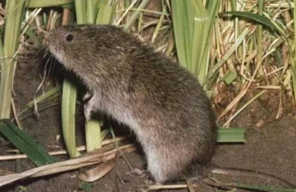 Những con cóc hoang dã này rất lớn và không làm hổ thẹn các loài rừng nhiệt đới. Chiều dài cơ thể trung bình có thể đạt khoảng 20 cm và một con nặng hơn 2 pound. Chúng thực sự là một loài khổng lồ. Những con cóc này lớn đến mức chúng có thể ăn trực tiếp những con chuột đồng. 