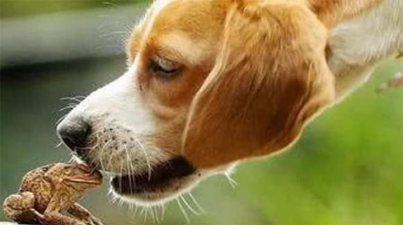  Trong bệnh viện có vô số chú chó bị “nghiện ma túy”, để ngăn chặn những chuyện như vậy xảy ra, nhiều chú chó buộc phải nhốt trong nhà. Không chỉ có chó, ngay cả trăn cũng liên tục bị cóc mía bắt nạt. Chúng có nọc độc cao và vô cớ chọc tức trăn. Chúng lập nhóm cưỡi trăn, trăn chỉ có thể nằm yên tại chỗ và để cóc mía cưỡi, nếu ăn cóc mía, trăn sẽ bị ngộ độc và chết trong vòng chưa đầy 15 phút. 