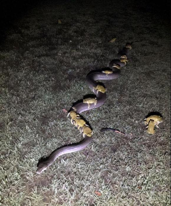  Các nhà khoa học cho rằng cóc mía rất to và mang độc tố cao. Độc tố có thể được sử dụng để giảm sự sinh sôi của chuột đồng. Vào những năm 1820, Puerto Rico chính thức giới thiệu loại cóc này với hy vọng loại bỏ được nhóm bọ mía này. 