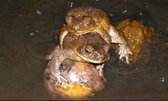  Trong khi Úc đang lo lắng về loài bọ mía lưng tro thì nông dân ở Trung và Nam Mỹ lại đang hiến dâng một loài cóc lớn có nguồn gốc từ rừng mưa nhiệt đới và đang được các nhà nông nghiệp sử dụng để kiểm soát sự sinh sôi ngày càng tăng của chuột đồng.