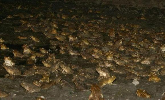 Qua một năm tiếp theo, các nhà khoa học phát hiện ra rằng con cóc khổng lồ không thể tiêu diệt được bọ mía lưng tro. Những con bọ non ẩn náu dưới lòng đất và không thể ăn thịt, trong khi những con bọ trưởng thành bay thẳng lên ngọn mía, cũng ăn luôn cây mía nên khả năng ngoài tầm của có mía. 