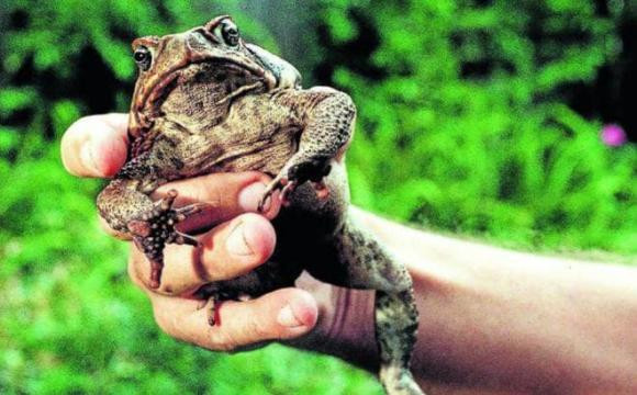 Hàm lượng đường dồi dào trong mía không chỉ thu hút con người mà còn thu hút nhiều loại sâu bệnh, trong đó có bọ mía.