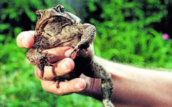 Hàm lượng đường dồi dào trong mía không chỉ thu hút con người mà còn thu hút nhiều loại sâu bệnh, trong đó có bọ mía.