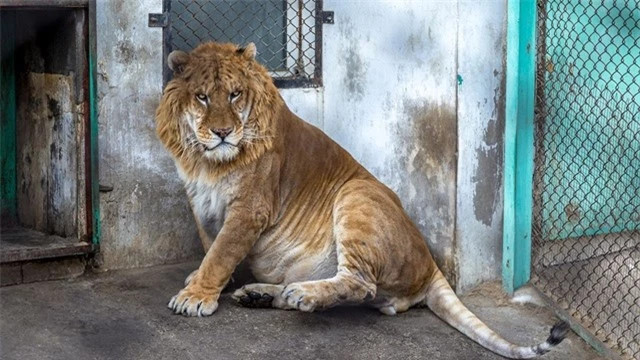 Sư tử - hổ, báo - sư tử, các giống mèo nuôi nhốt khác: Con người đã tạo ra nhiều loại lai bằng cách nhân giống nhiều loài khác nhau trong điều kiện nuôi nhốt. Kết quả là những loài kỳ lạ như sư hổ khổng lồ (con lai sư tử-hổ) và loài báo nhỏ (con lai báo - sư tử). 