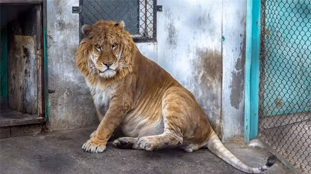 Sư tử - hổ, báo - sư tử, các giống mèo nuôi nhốt khác: Con người đã tạo ra nhiều loại lai bằng cách nhân giống nhiều loài khác nhau trong điều kiện nuôi nhốt. Kết quả là những loài kỳ lạ như sư hổ khổng lồ (con lai sư tử-hổ) và loài báo nhỏ (con lai báo - sư tử). 