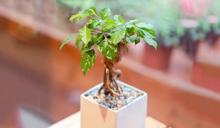  Theo người xưa, cây cảnh này có ý nghĩa phong thủy là giúp gia đình hòa thuận, hạnh phúc, tài lộc ngày càng vượng. Vì khi gia đình hòa thuận thì chúng ta gặp được may mắn, yên tổn mà kiếm tiền, giúp công việc phát đạt, lộc lá dồi dào. Gia đình lục đục, đau đầu thì khó mà minh mẫn để làm ăn.