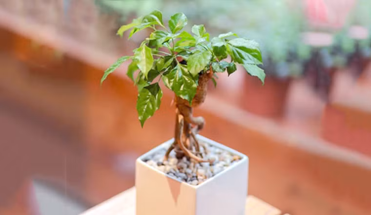  Theo người xưa, cây cảnh này có ý nghĩa phong thủy là giúp gia đình hòa thuận, hạnh phúc, tài lộc ngày càng vượng. Vì khi gia đình hòa thuận thì chúng ta gặp được may mắn, yên tổn mà kiếm tiền, giúp công việc phát đạt, lộc lá dồi dào. Gia đình lục đục, đau đầu thì khó mà minh mẫn để làm ăn.