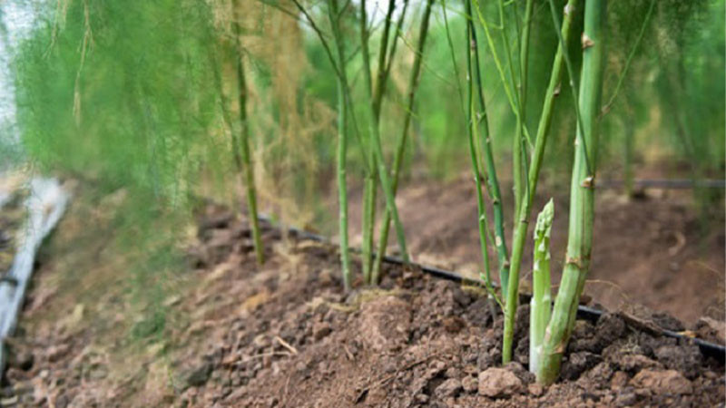  Theo người xưa cây cảnh này mang lại sự may mắn, giàu có, trường thọ và sắc đẹp. Ngoài ra, măng tây nhìn có vẻ yếu đuối nhưng thực chất lại rất khỏe nên còn mang ý nghĩa dẻo dai, chính trực.