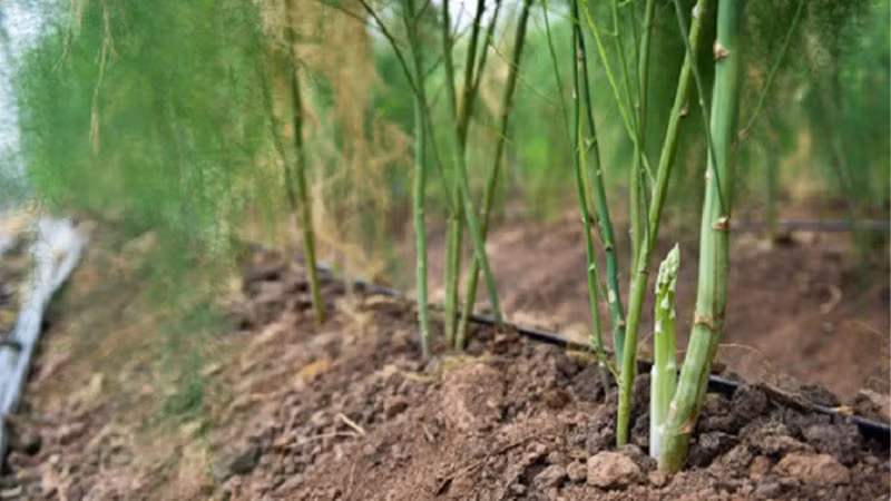  Theo người xưa cây cảnh này mang lại sự may mắn, giàu có, trường thọ và sắc đẹp. Ngoài ra, măng tây nhìn có vẻ yếu đuối nhưng thực chất lại rất khỏe nên còn mang ý nghĩa dẻo dai, chính trực.