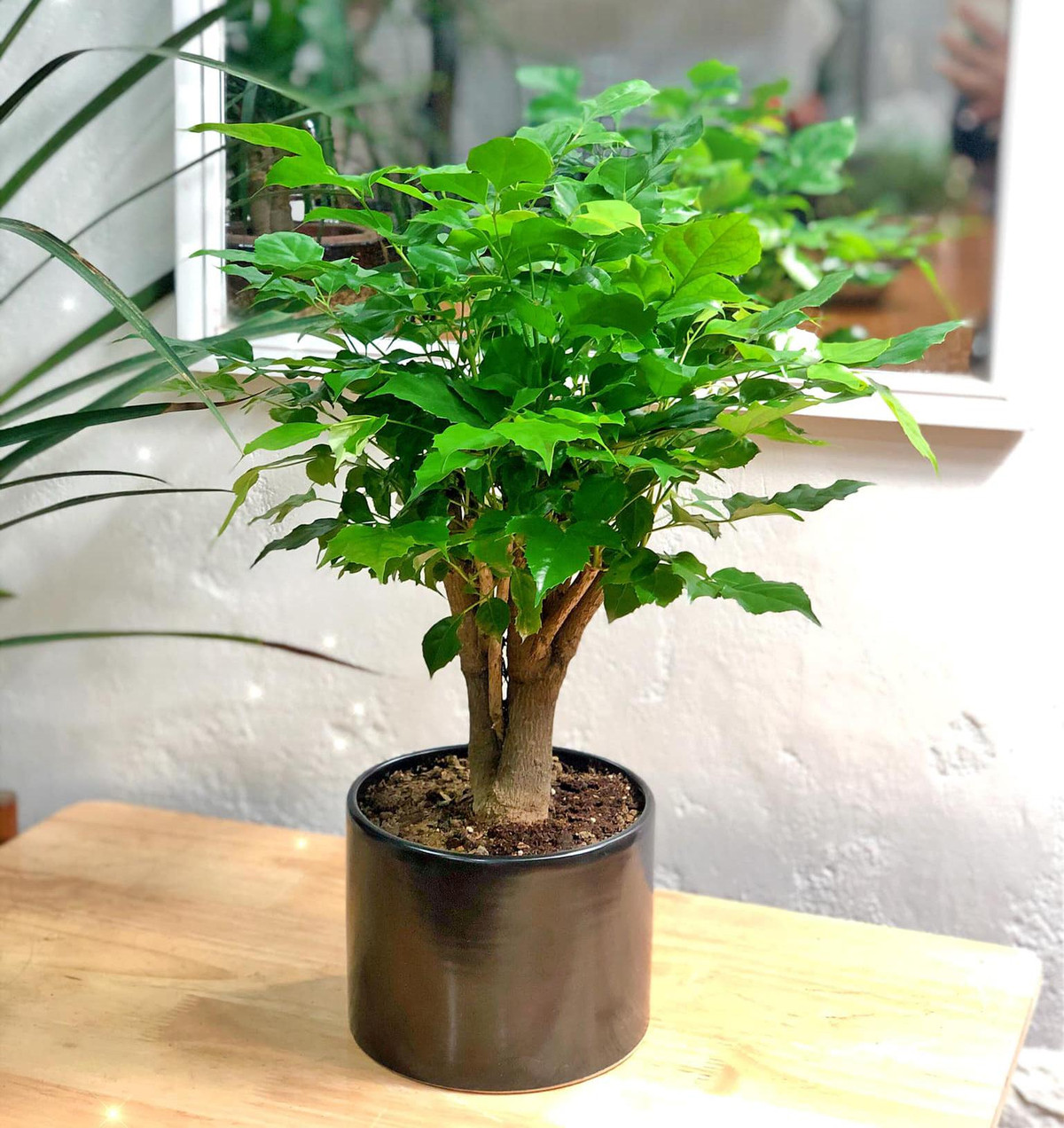 Vì cây cảnh hạnh phúc rất to khỏe nên người xưa cũng cho rằng, một cây hạnh phúc vững chãi, xanh tươi có thể đặt ở nhà để giữ an toàn cho ngôi nhà.