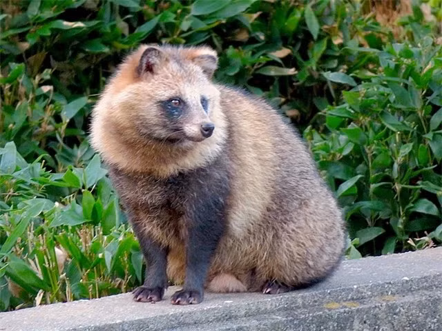 Lửng chó: Lửng chó còn có tên gọi khác là Tanuki. Chúng là loài động vật bản địa của khu vực Đông Á, hiện là loài duy nhất còn tồn tại của Nyctereutes. Dù có kích thước không nhỏ nhưng lửng chó lại leo trèo rất cừ. Chúng chủ yếu sống trên các nhánh cây cao.