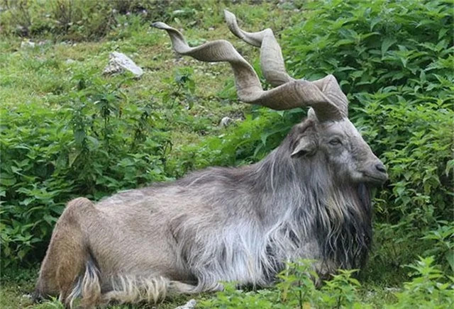 Sơn dương núi Pakistan: Loài sơn dương núi Pakistan đặc biệt ở chỗ có bộ sừng rất kỳ lạ. Chúng là một loài dê hoang dã nằm trong Sách đỏ thế giới, được xếp hạng Nguy cấp vì chỉ có hơn 2.500 cá thể trưởng thành trên thế giới. Hiện sơn dương núi Pakistan có mặt ở Afghanistan, Pakistan, Kashmir, Tajikistan và Uzbekistan.