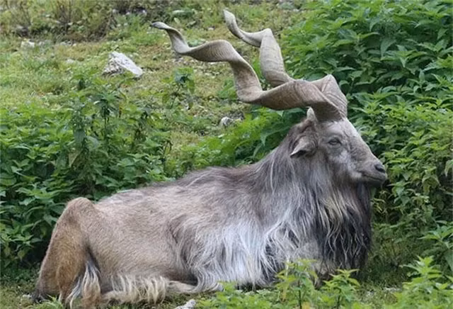 Sơn dương núi Pakistan: Loài sơn dương núi Pakistan đặc biệt ở chỗ có bộ sừng rất kỳ lạ. Chúng là một loài dê hoang dã nằm trong Sách đỏ thế giới, được xếp hạng Nguy cấp vì chỉ có hơn 2.500 cá thể trưởng thành trên thế giới. Hiện sơn dương núi Pakistan có mặt ở Afghanistan, Pakistan, Kashmir, Tajikistan và Uzbekistan.