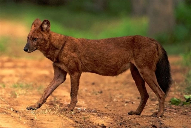  Sói lửa: Sói lửa là loài vật quý hiếm nằm trong Sách đỏ Việt Nam và thế giới. Nó thuộc danh mục cấm săn bắt. Loài này sống theo bầy đàn và rất hung tợn. Chúng có cách săn mồi vô cùng dã man. Tuy là loài ăn thịt, tàn ác nhưng sói lửa lại không tấn công con người.