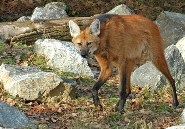 m Trên thế giới hiện tại có khoảng 17.000 cá thể sói bờm, chủ yếu là ở Brazil. Loài này được Liên minh Bảo tồn Thiên nhiên Quốc tế (IUCN) liệt vào danh sách "có nguy cơ tuyệt chủng".