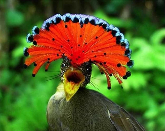 Chim bắt ruồi Hoàng gia Amazonian: Loài chim với tên gọi vô cùng đặc biệt này thuộc họ chim bắt ruồi bạo chúa. Chúng được phát hiện trong rừng sâu, đặc biệt là khu vực sông Amazon. Dù kích thước bé nhỏ nhưng Chim bắt ruồi Hoàng gia Amazonian lại xây tổ rất lớn, có khi dài đến 2m.