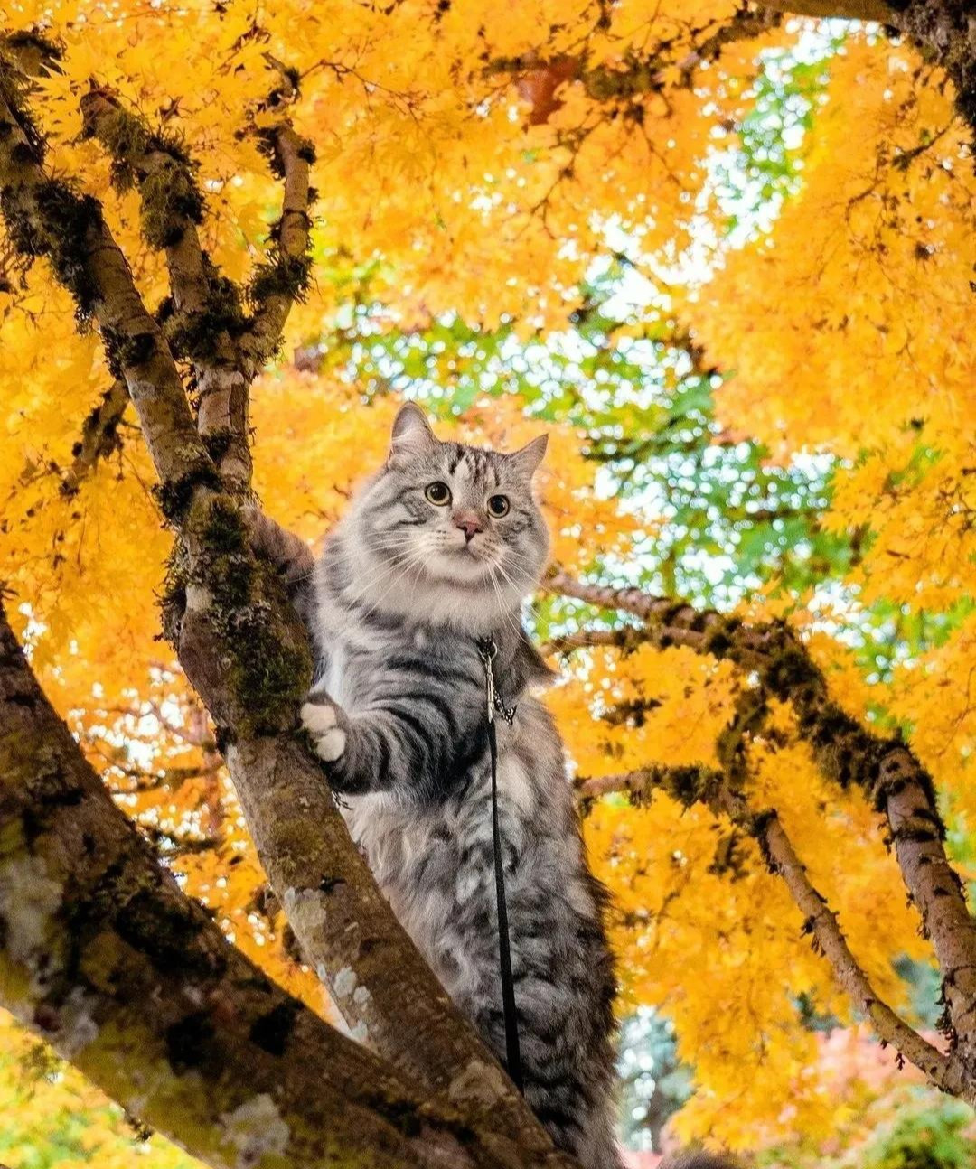  Con giáp tuổi Mão: Theo tử vi, trong tuần cuối cùng của năm 2024, đây là thời điểm tốt để con giáp tuổi Mão đầu tư, rất có tiềm năng thu về lợi nhuận cao. 