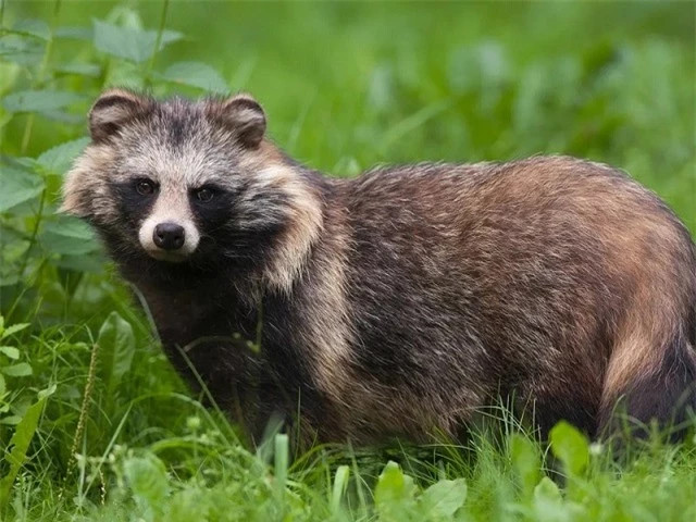 Loài chó đặc biệt này sở hữu nhiều điểm khác thường so với các giống chó mà chúng ta hay gặp như chúng ăn nhiều thực vật, leo trèo cây giỏi, ngủ đông (đối với những loài sống ở các khu vực có khí hậu lạnh giá). 