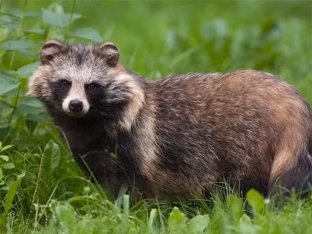 Loài chó đặc biệt này sở hữu nhiều điểm khác thường so với các giống chó mà chúng ta hay gặp như chúng ăn nhiều thực vật, leo trèo cây giỏi, ngủ đông (đối với những loài sống ở các khu vực có khí hậu lạnh giá). 