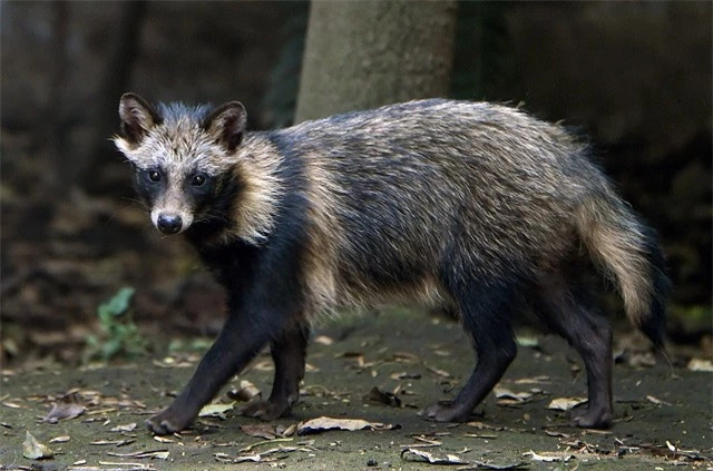  Một con lửng chó trưởng thành có cân nặng khá khiêm tốn, chỉ khoảng 3-5 kg với kích thước khoảng 54-61 cm cho chiều dài thân và 16-18 cm cho chiều dài đuôi.