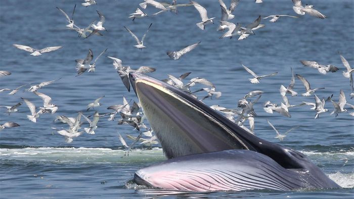 Nhờ phát triển kỹ năng mới này, cá voi Eden đã vượt qua những áp lực mà chúng đang phải đối mặt
