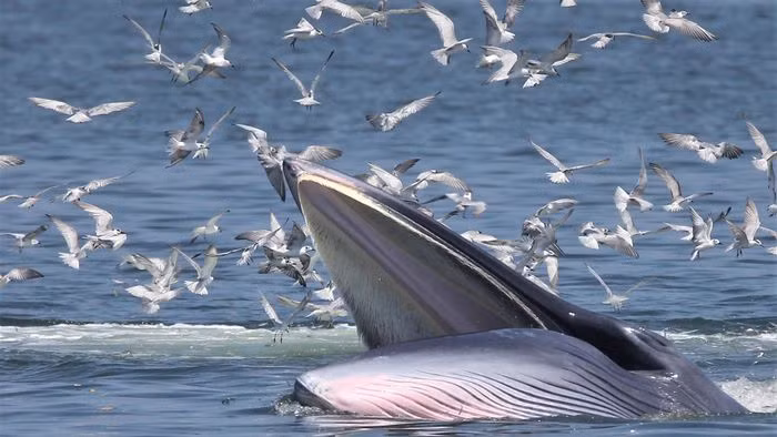 Nhờ phát triển kỹ năng mới này, cá voi Eden đã vượt qua những áp lực mà chúng đang phải đối mặt