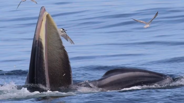 Tuy nhiên, tốc độ thay đổi của hành tinh đang diễn ra quá nhanh so với nhiều loài