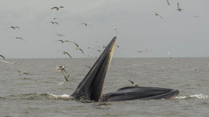 Theo các nhà nghiên cứu, không riêng gì cá voi Eden, hiện nhiều loài động vật khác cũng phải tìm cách thích nghi với sự thay đổi của thế giới.