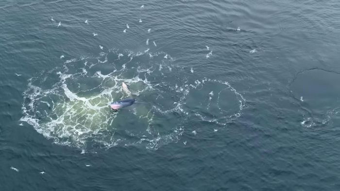 Tuy nhiên, do cơ thể nặng trung bình khoảng 15 tấn, chúng cần nhiều năng lượng hơn