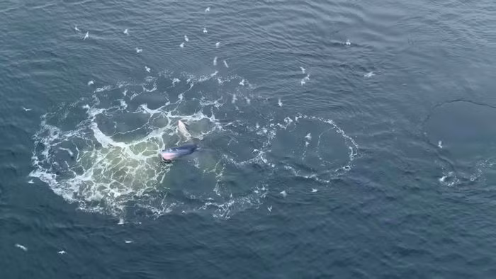 Tuy nhiên, do cơ thể nặng trung bình khoảng 15 tấn, chúng cần nhiều năng lượng hơn