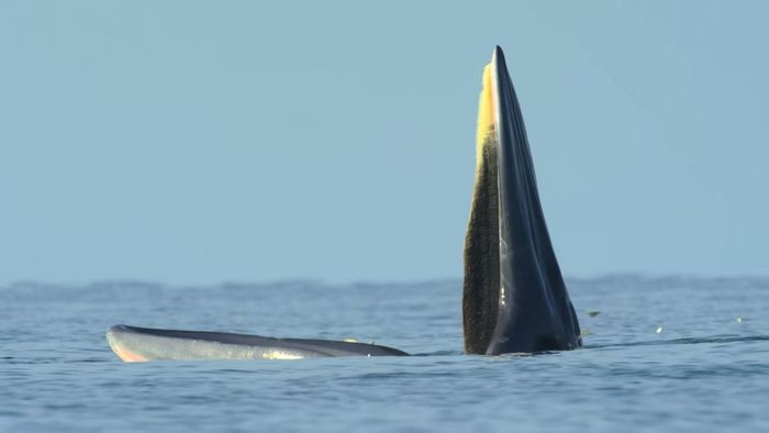 Khi bơi bên cạnh một con cá voi có kích thước lớn như cá voi Eden, nhiều con mồi hoảng loạn nên đã rơi vào bẫy