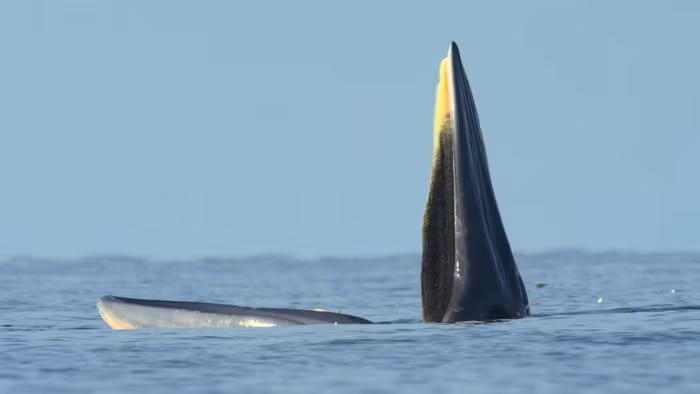 Khi bơi bên cạnh một con cá voi có kích thước lớn như cá voi Eden, nhiều con mồi hoảng loạn nên đã rơi vào bẫy