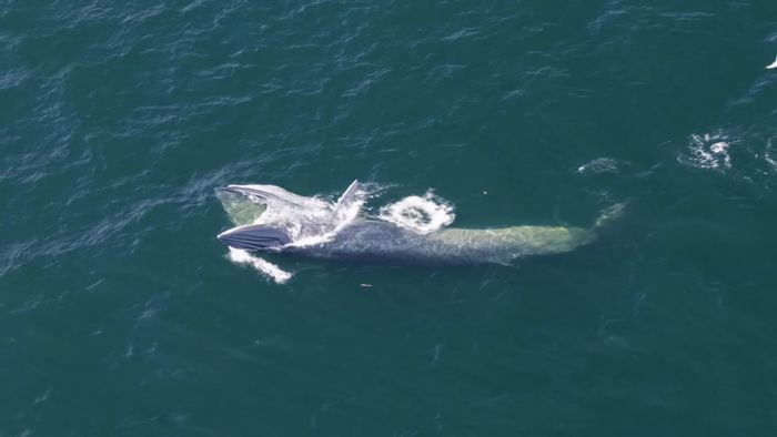 Trước đây, loài cá voi Eden sẽ nuốt vào lượng nước lớn, sau đó lọc lấy con mồi