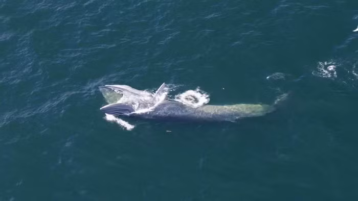 Trước đây, loài cá voi Eden sẽ nuốt vào lượng nước lớn, sau đó lọc lấy con mồi