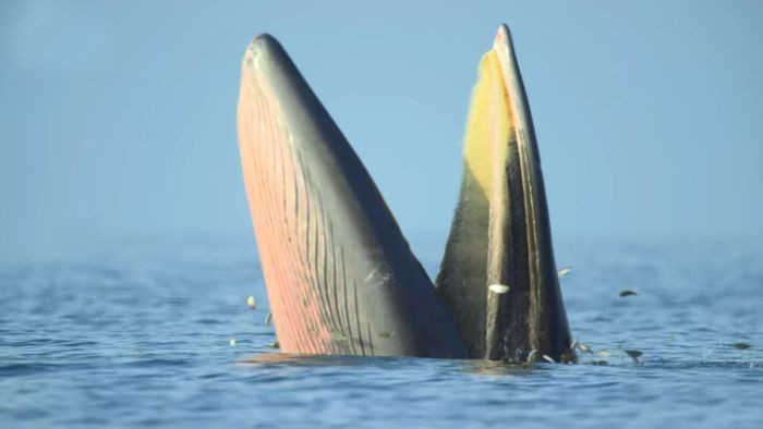 Loài cá này đã phải phát triển kỹ năng săn mồi kiểu mới để thích nghi với hoàn cảnh bằng cách “há miệng chờ sung” chờ cá tự nhảy vào mồm