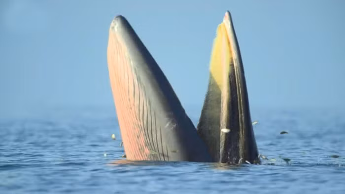 Loài cá này đã phải phát triển kỹ năng săn mồi kiểu mới để thích nghi với hoàn cảnh bằng cách “há miệng chờ sung” chờ cá tự nhảy vào mồm