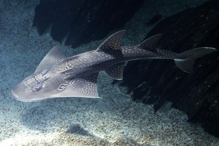 Cá giống mõm tròn ăn động vật giáp xác và thân mềm dưới đáy biển