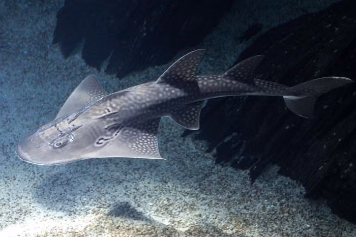 Cá giống mõm tròn ăn động vật giáp xác và thân mềm dưới đáy biển