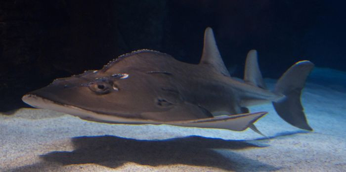 Mắt chúng nằm trên đỉnh đầu, nhưng giác quan chính mà chúng dùng để săn mồi là khứu giác