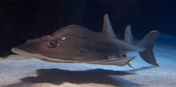 Mắt chúng nằm trên đỉnh đầu, nhưng giác quan chính mà chúng dùng để săn mồi là khứu giác